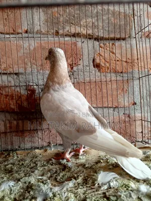 কবুতর বিক্রয়