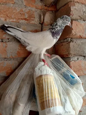 টেডি নর কুবু্তর