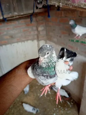 টেডি নর কুবু্তর