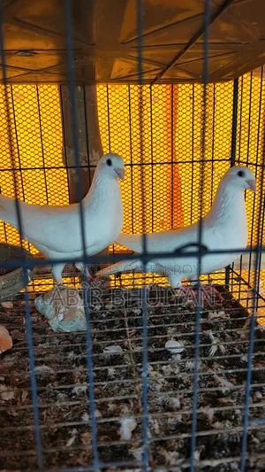 6 Pigeons and 4-Compartment New Cage for Sale
