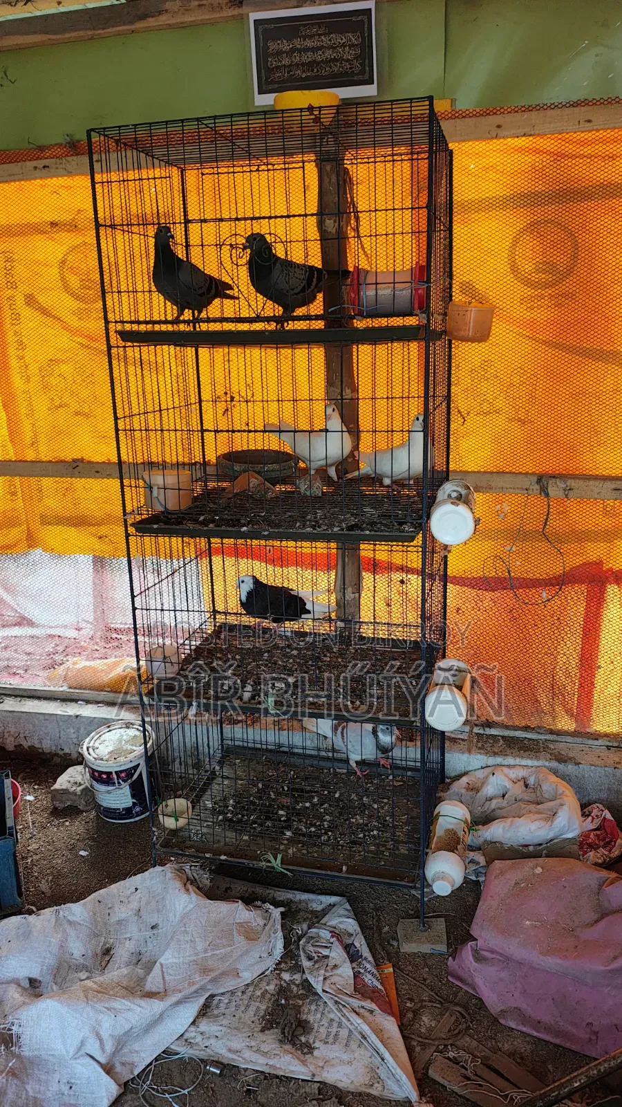 6 Pigeons and 4-Compartment New Cage for Sale