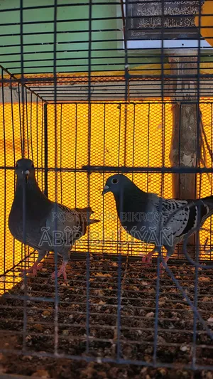 6 Pigeons and 4-Compartment New Cage for Sale