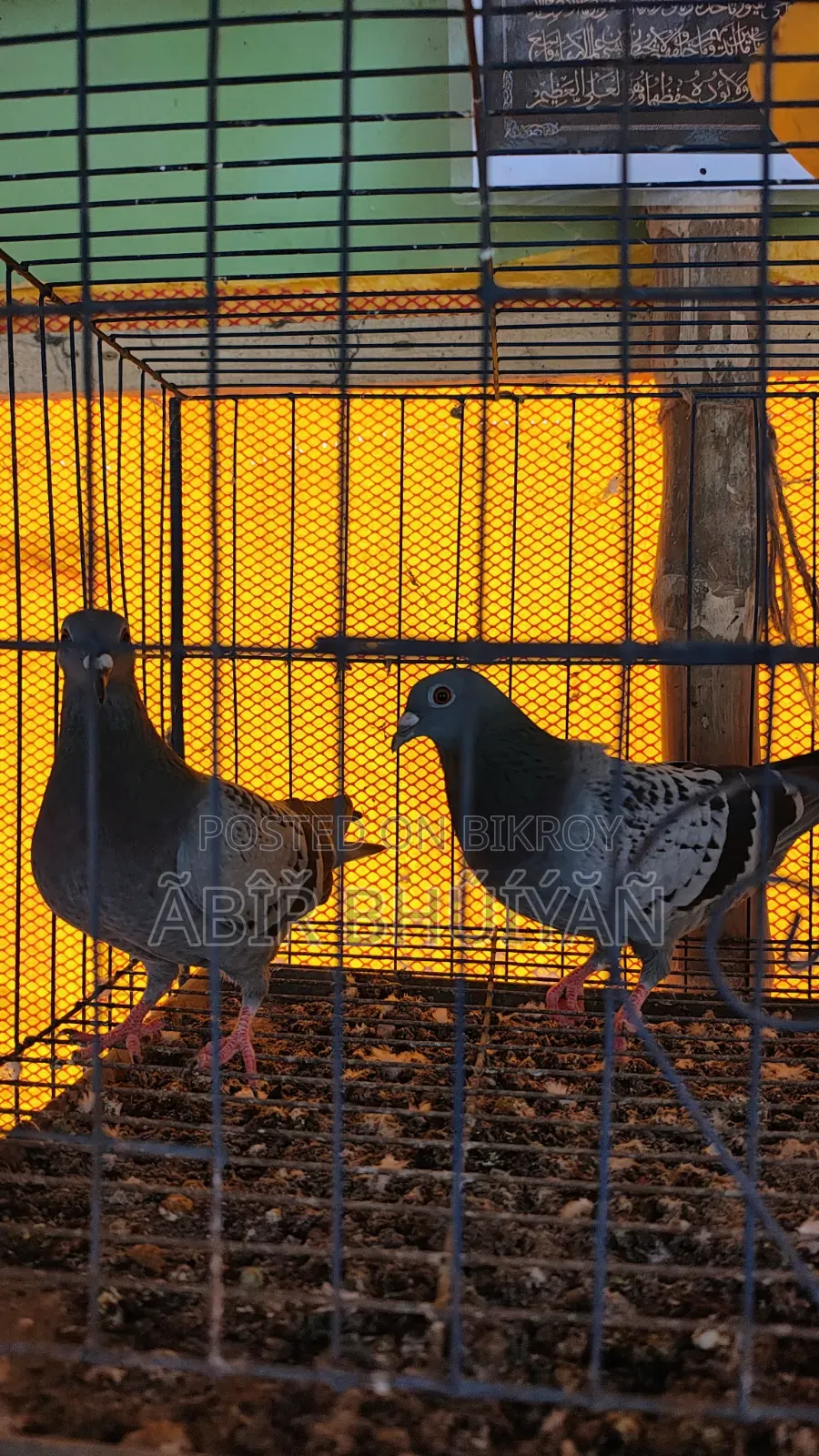 6 Pigeons and 4-Compartment New Cage for Sale