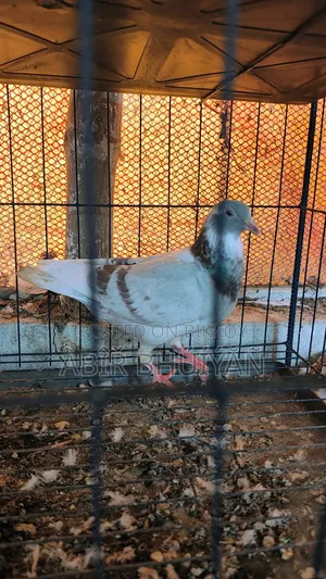 6 Pigeons and 4-Compartment New Cage for Sale