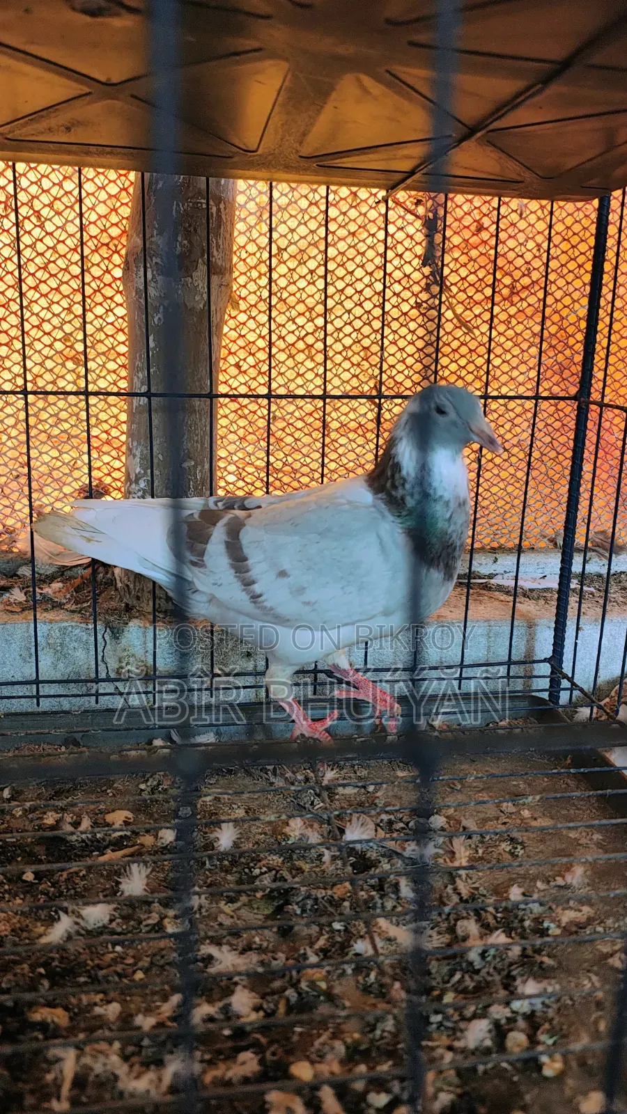 6 Pigeons and 4-Compartment New Cage for Sale