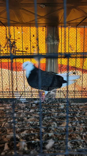 6 Pigeons and 4-Compartment New Cage for Sale