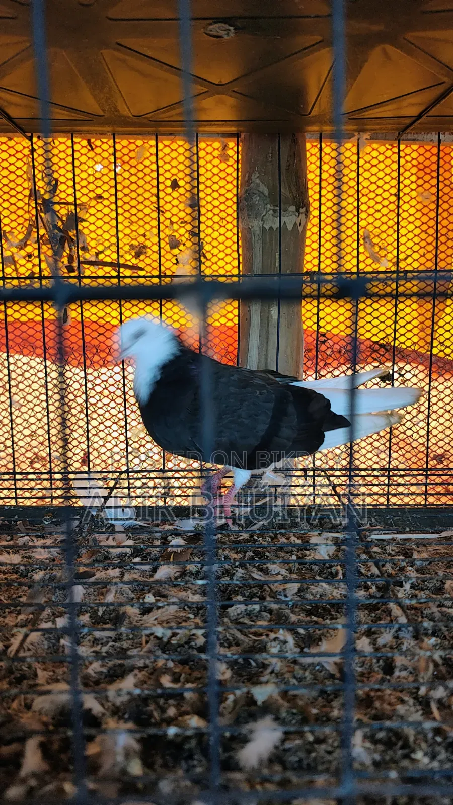 6 Pigeons and 4-Compartment New Cage for Sale