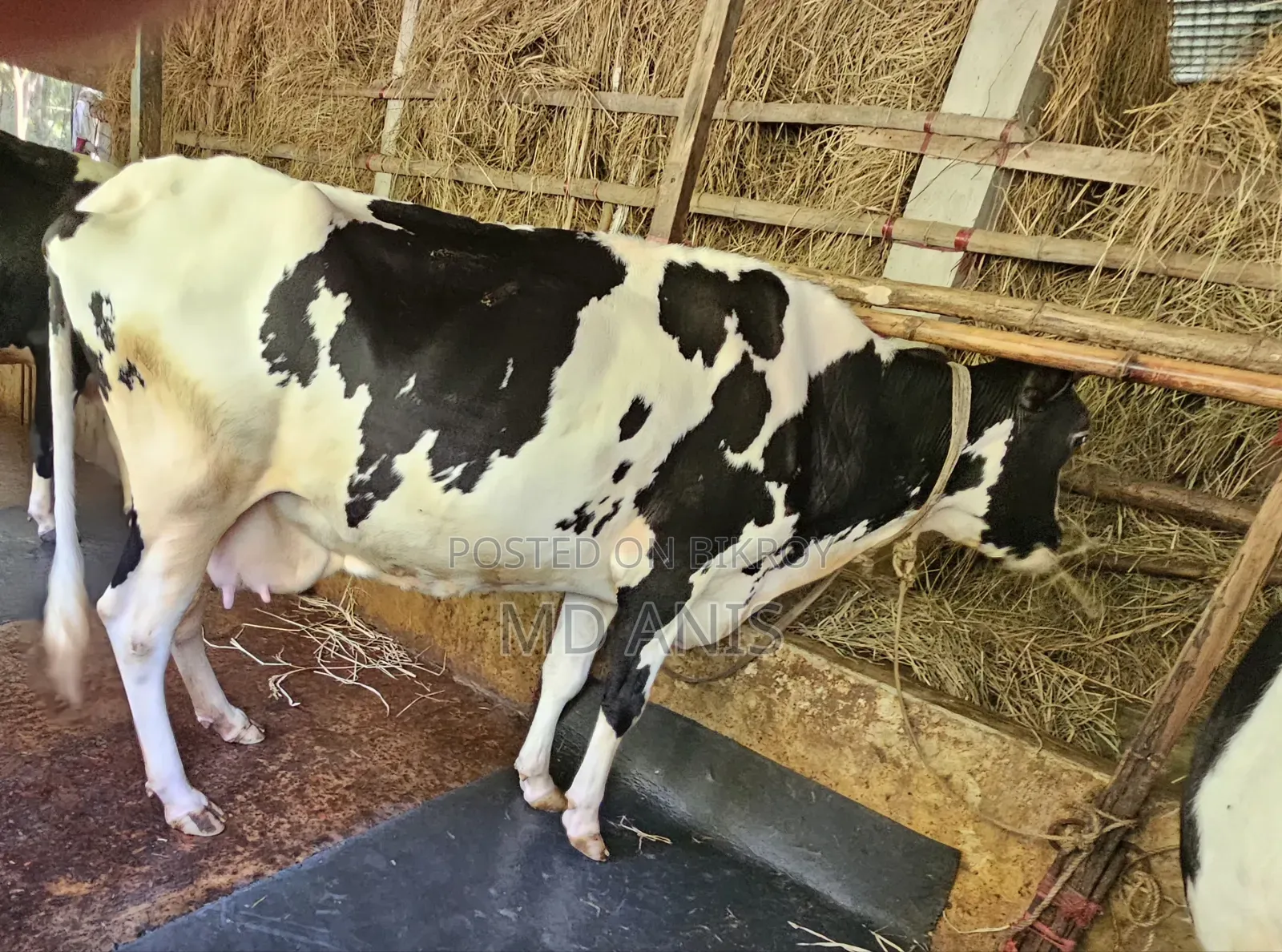 Rejected Cow