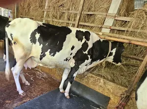 Rejected Cow