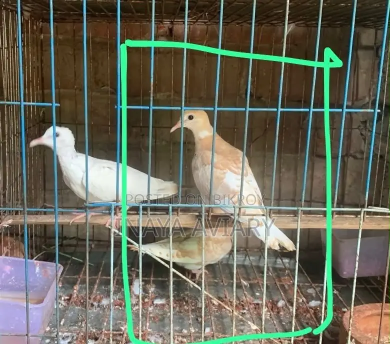 Malaysian Spenzel Dove