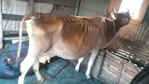 Jersey Breed Dairy Cow