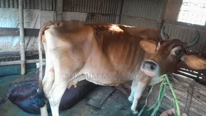 জার্সি জাতের গাভী গরু