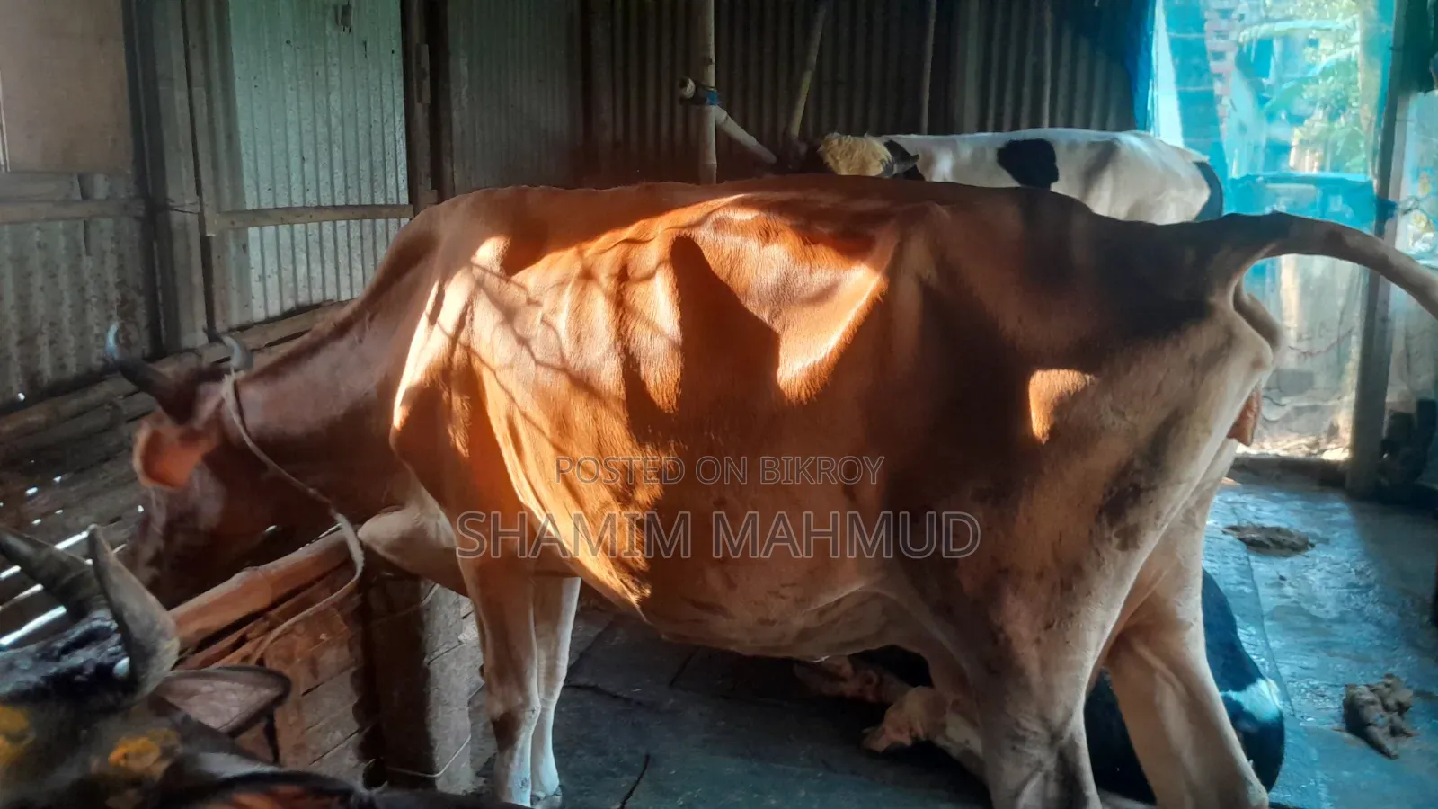 জার্সি জাতের গাভী গরু