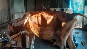 জার্সি জাতের গাভী গরু