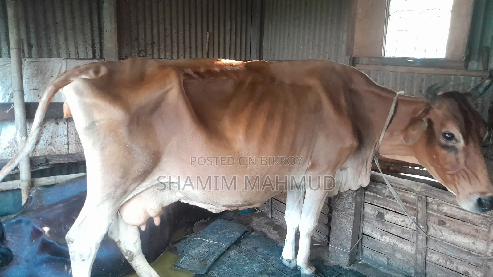 জার্সি জাতের গাভী গরু