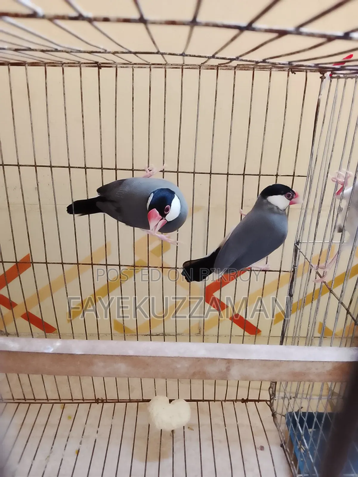 Running Java bird will be for sale