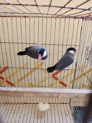 Running Java bird will be for sale