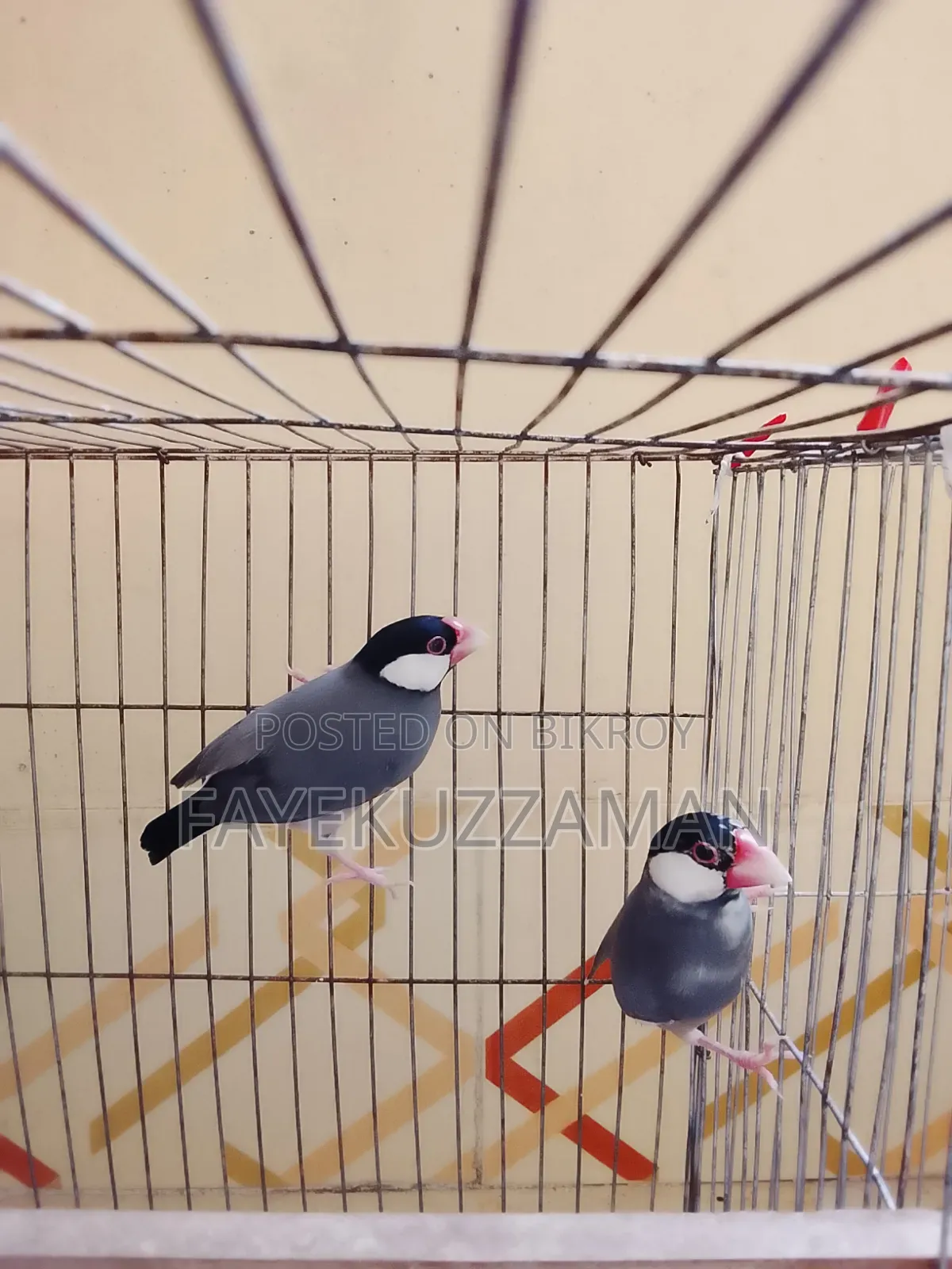 Running Java bird will be for sale