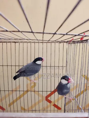 Running Java bird will be for sale