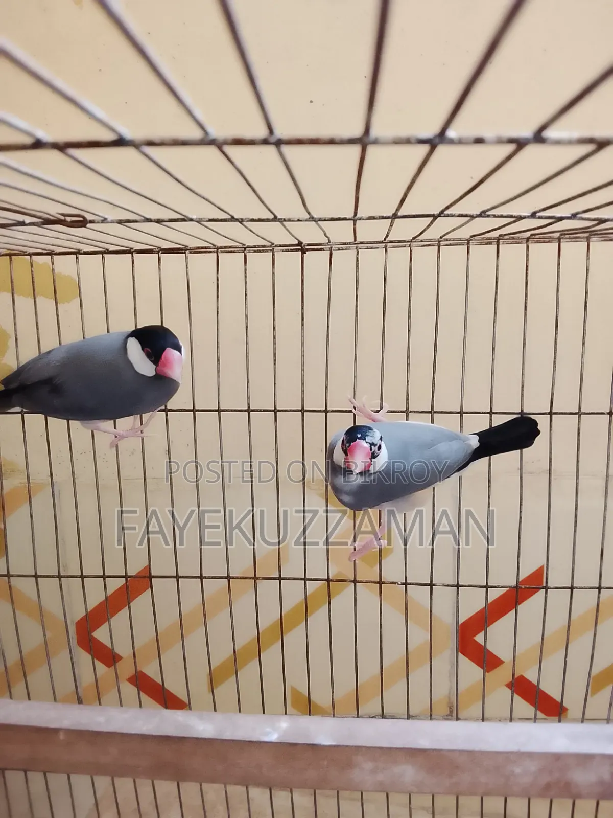 Running Java bird will be for sale