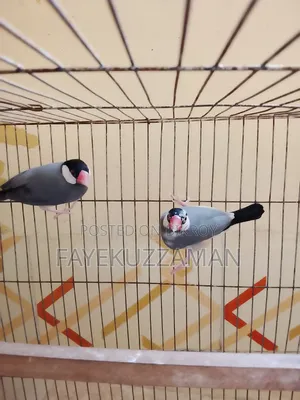 Running Java bird will be for sale