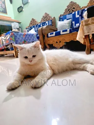 ৬-১২ মাস বয়সী মাদি খাঁটি পার্সিয়ান