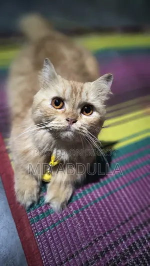 3-6 Months Female Purebred Persian Cat