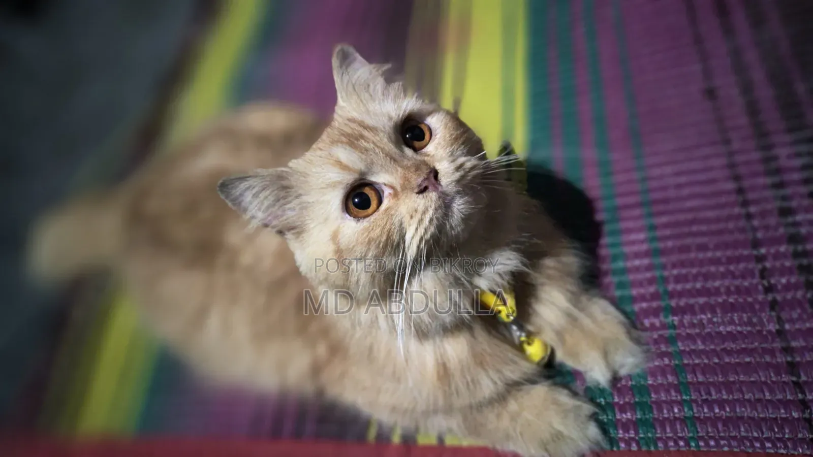 3-6 Months Female Purebred Persian Cat