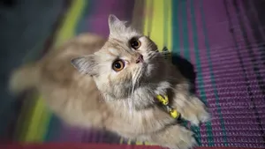3-6 Months Female Purebred Persian Cat