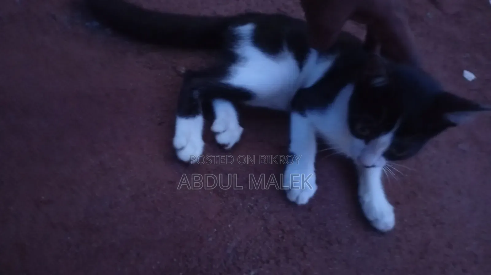 1-3 months Female Mixed Breed Bengal