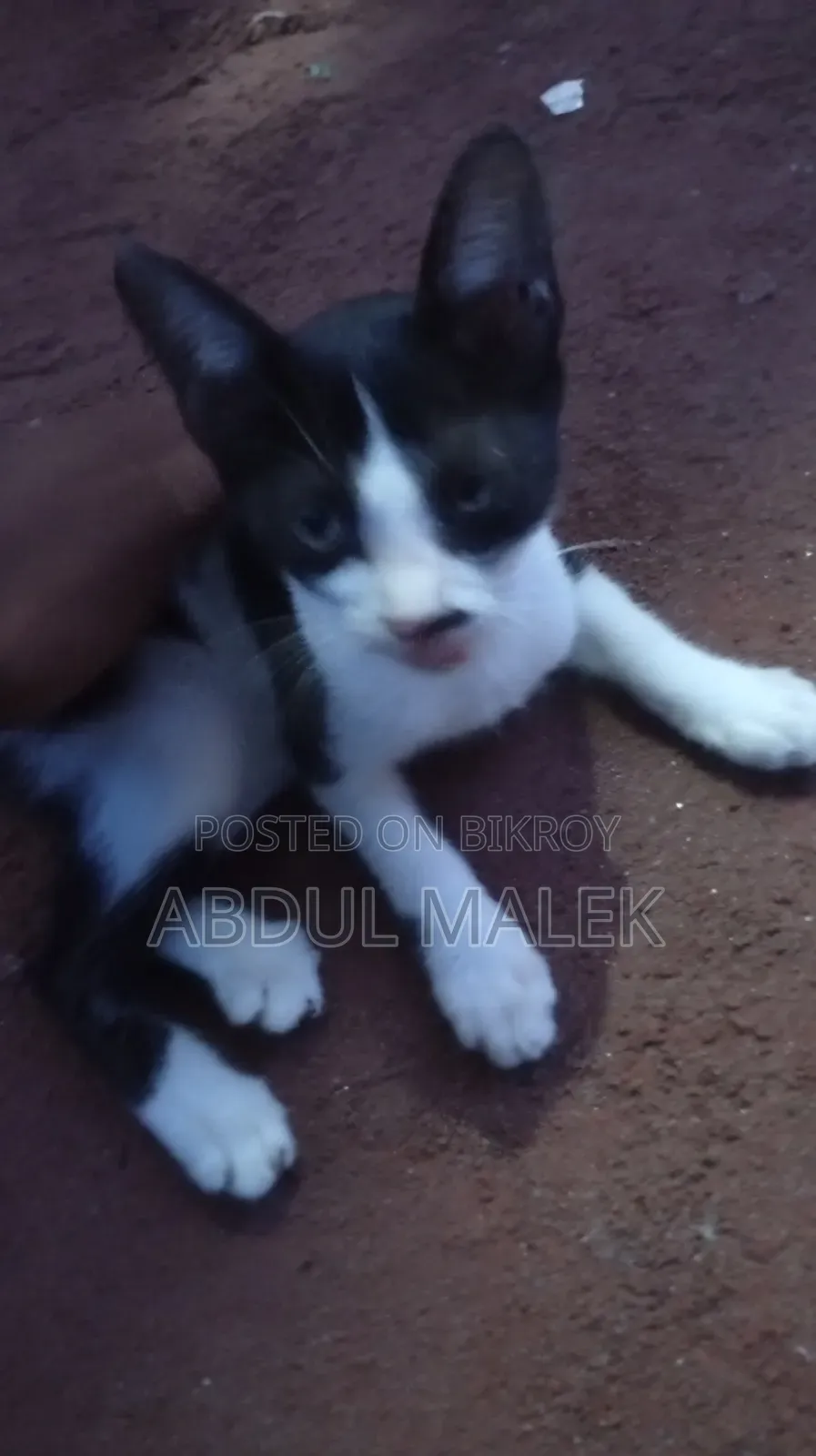 1-3 months Female Mixed Breed Bengal