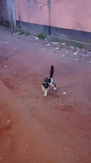 1-3 months Female Mixed Breed Bengal