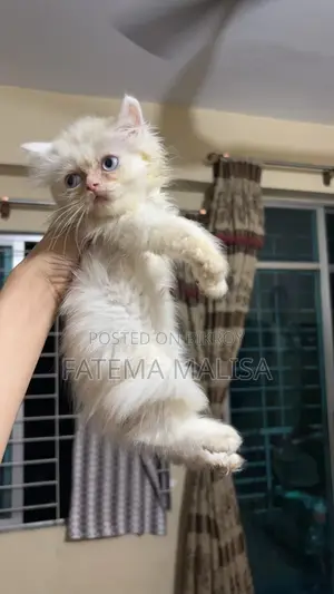 1-3 months Female Purebred Persian Cat