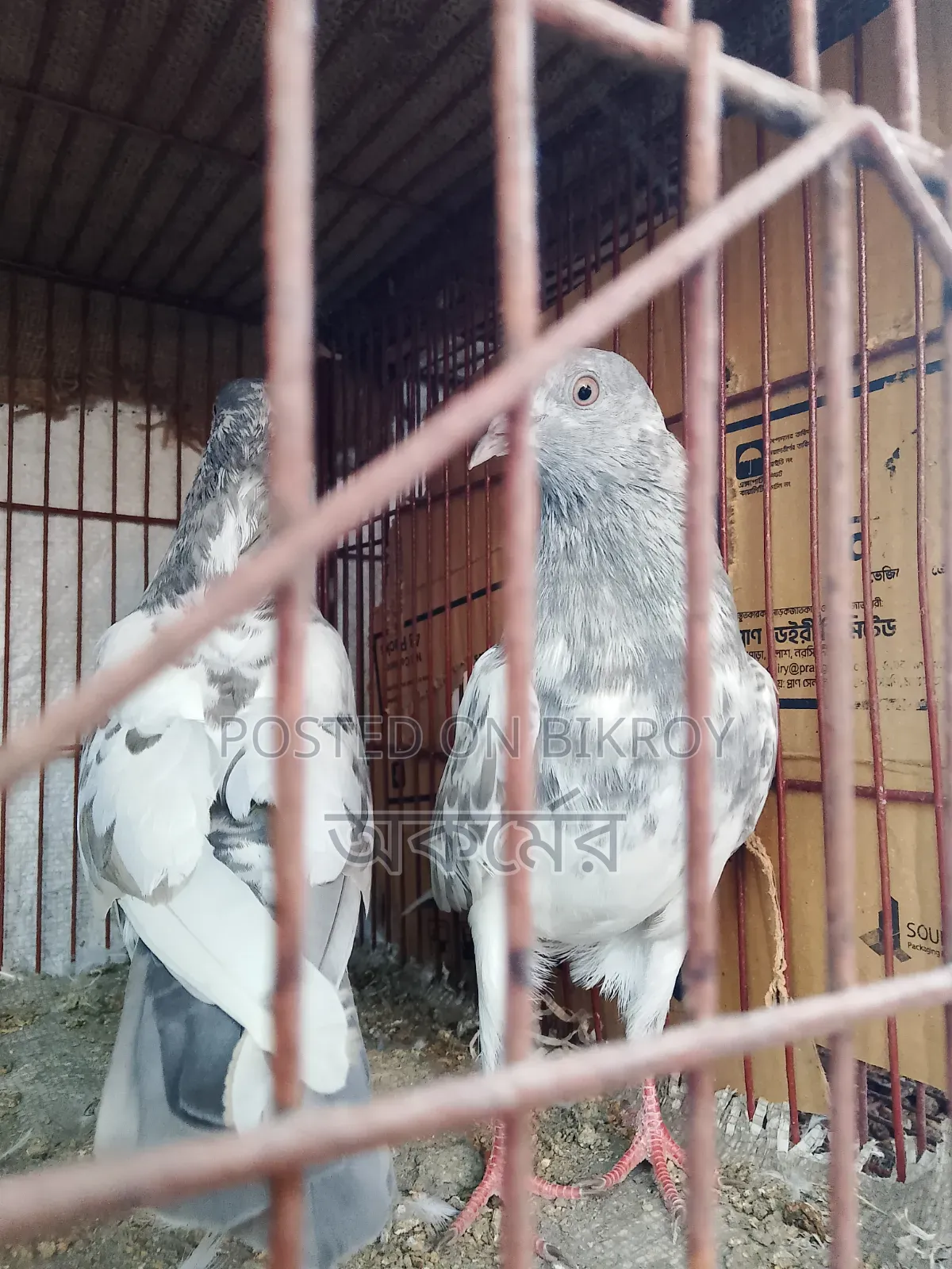 পাকিস্তানি সালেটি কামাগার