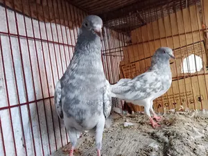 পাকিস্তানি সালেটি কামাগার
