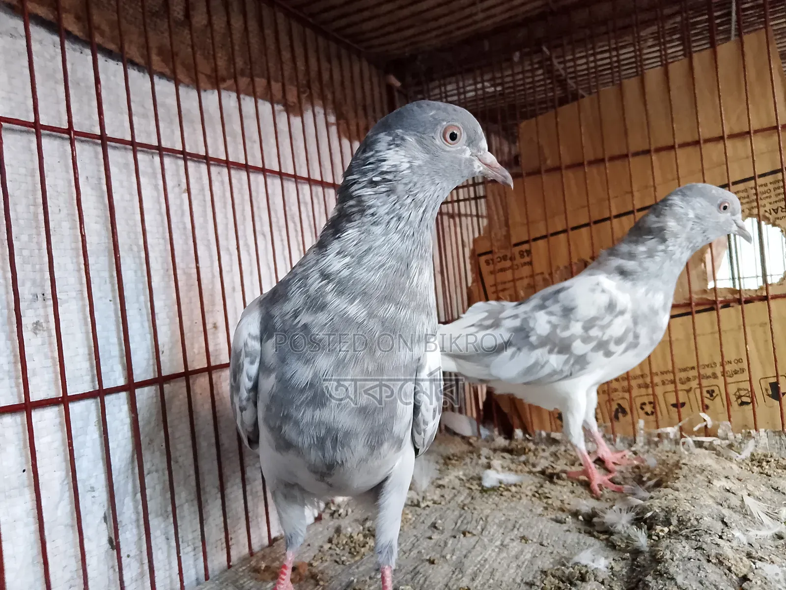 পাকিস্তানি সালেটি কামাগার