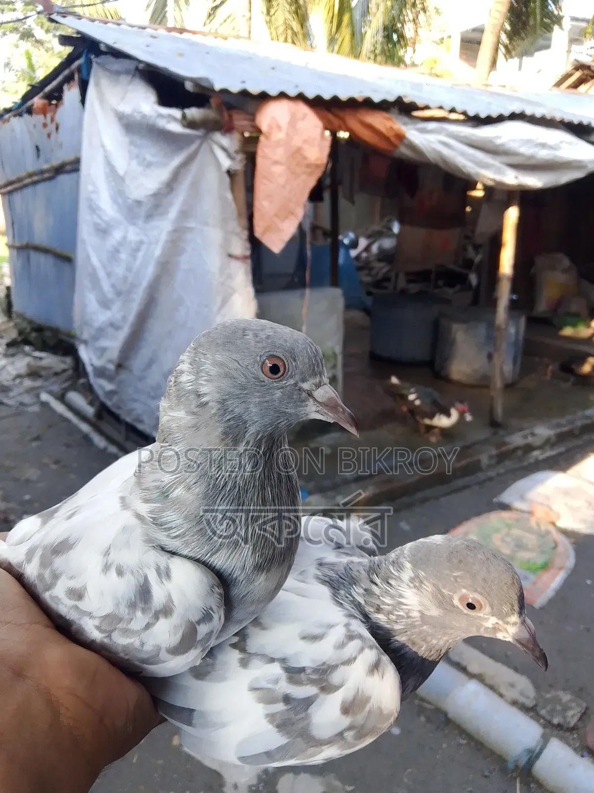 পাকিস্তানি সালেটি কামাগার