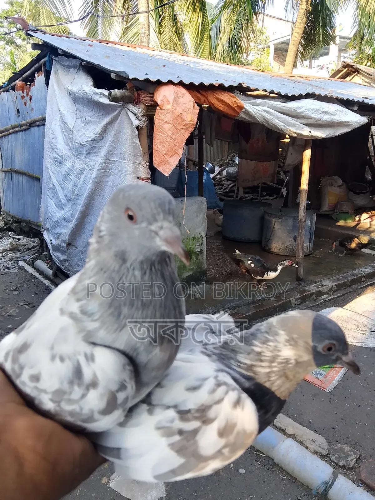 পাকিস্তানি সালেটি কামাগার