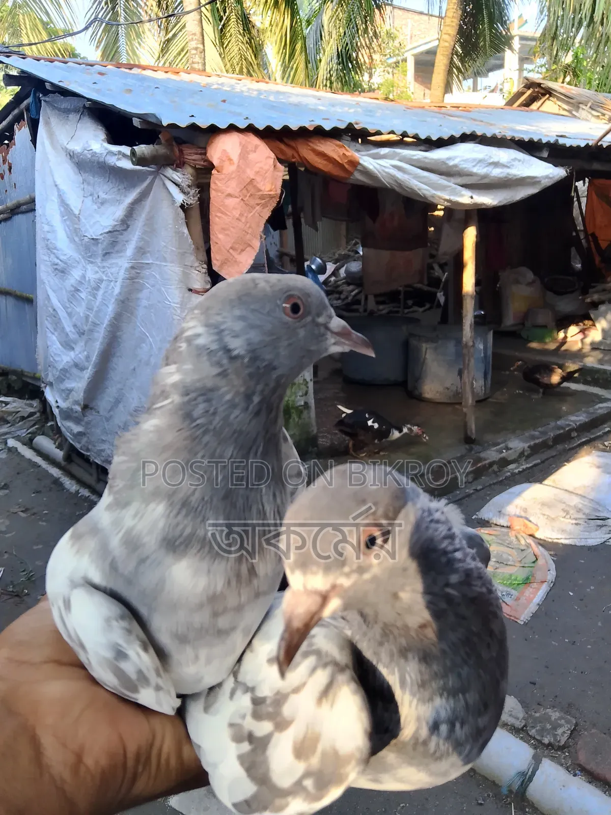 পাকিস্তানি সালেটি কামাগার