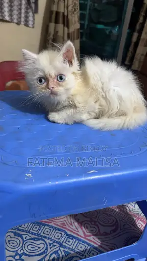 1-3 months Female Purebred Persian Cat