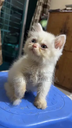 1-3 Months Male Purebred Persian