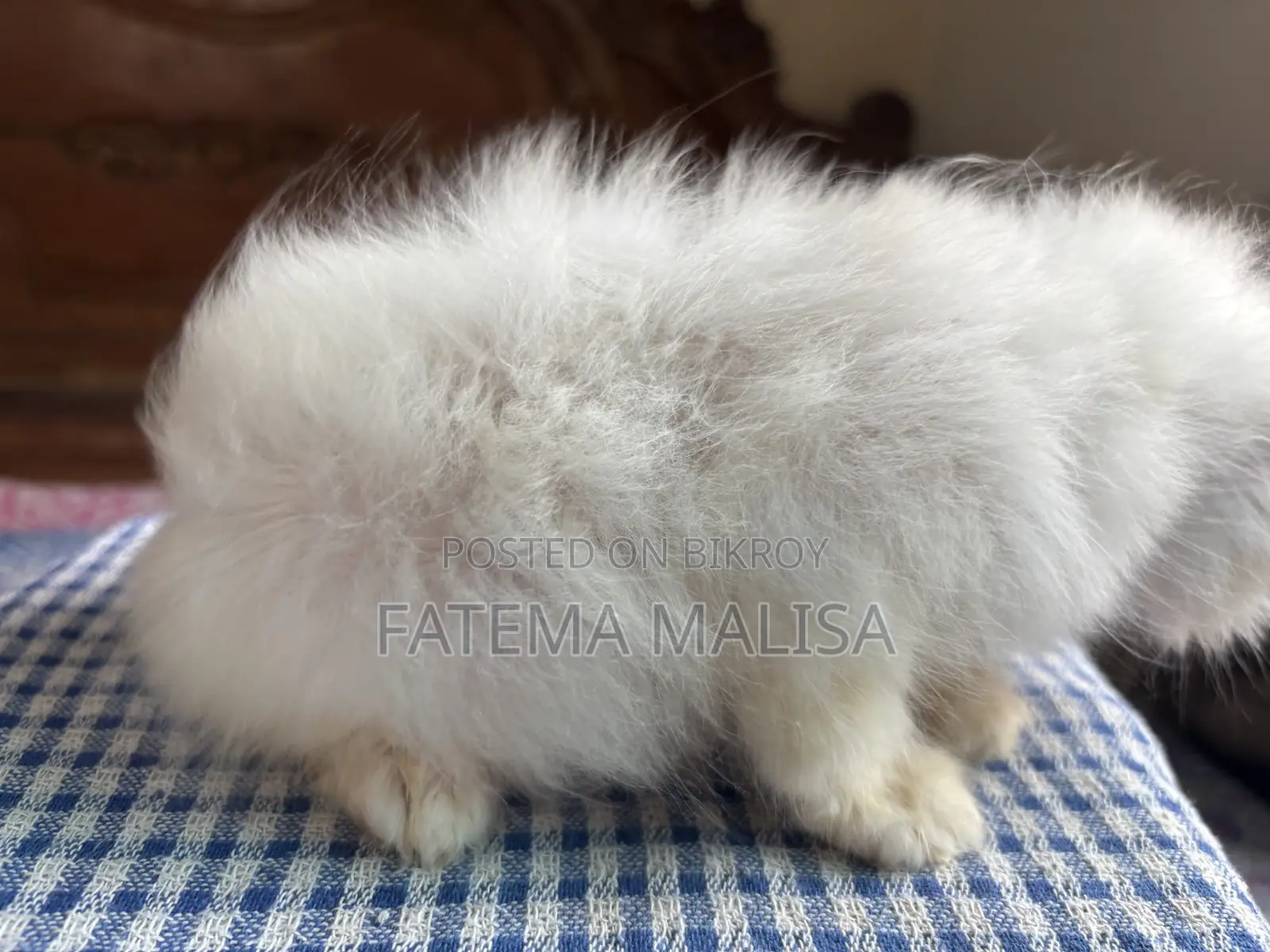 1-3 Months Male Purebred Persian