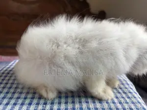1-3 Months Male Purebred Persian