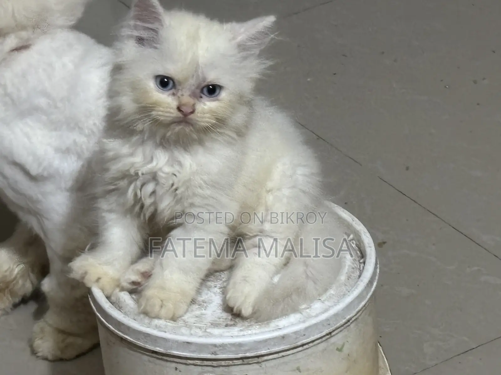 1-3 months Male Purebred Persian