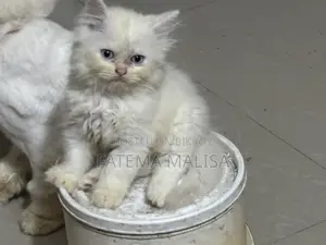 1-3 months Male Purebred Persian