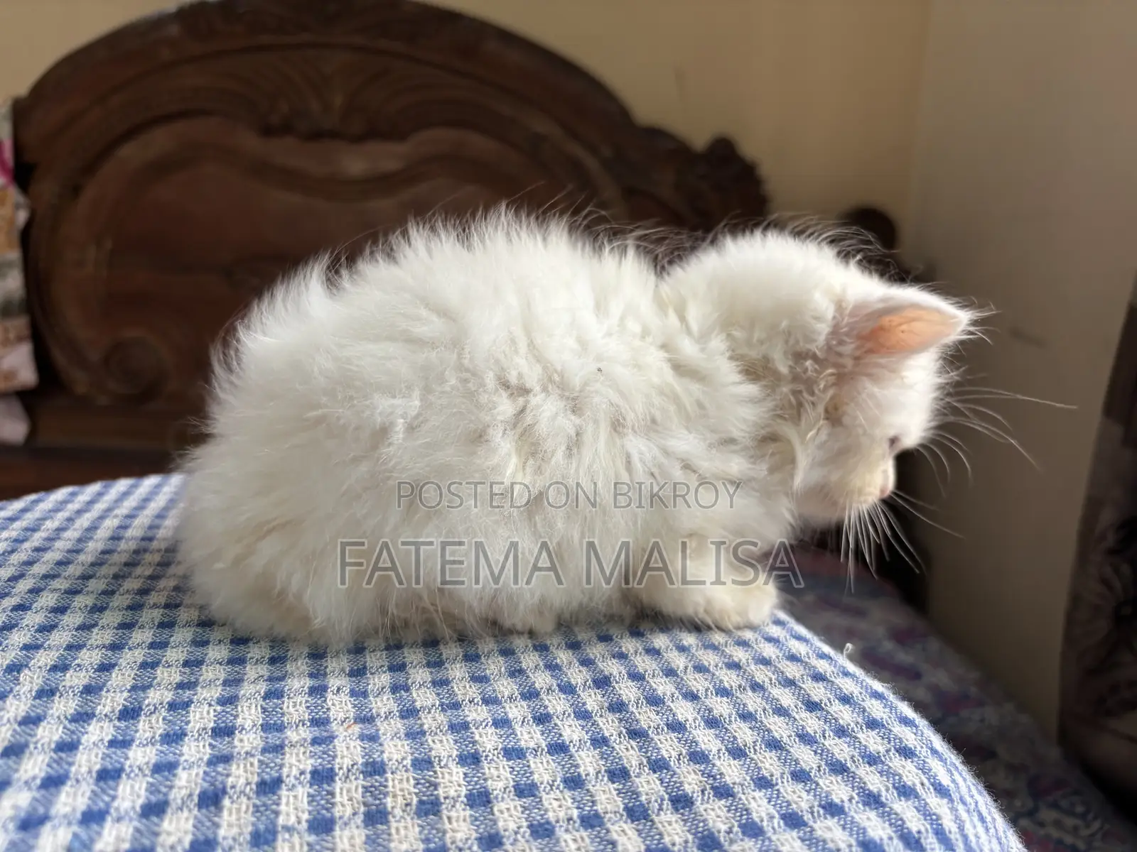 1-3 months Male Purebred Persian
