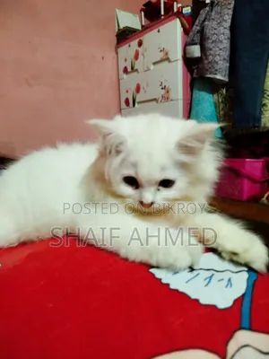 1-3 months Female Purebred Persian