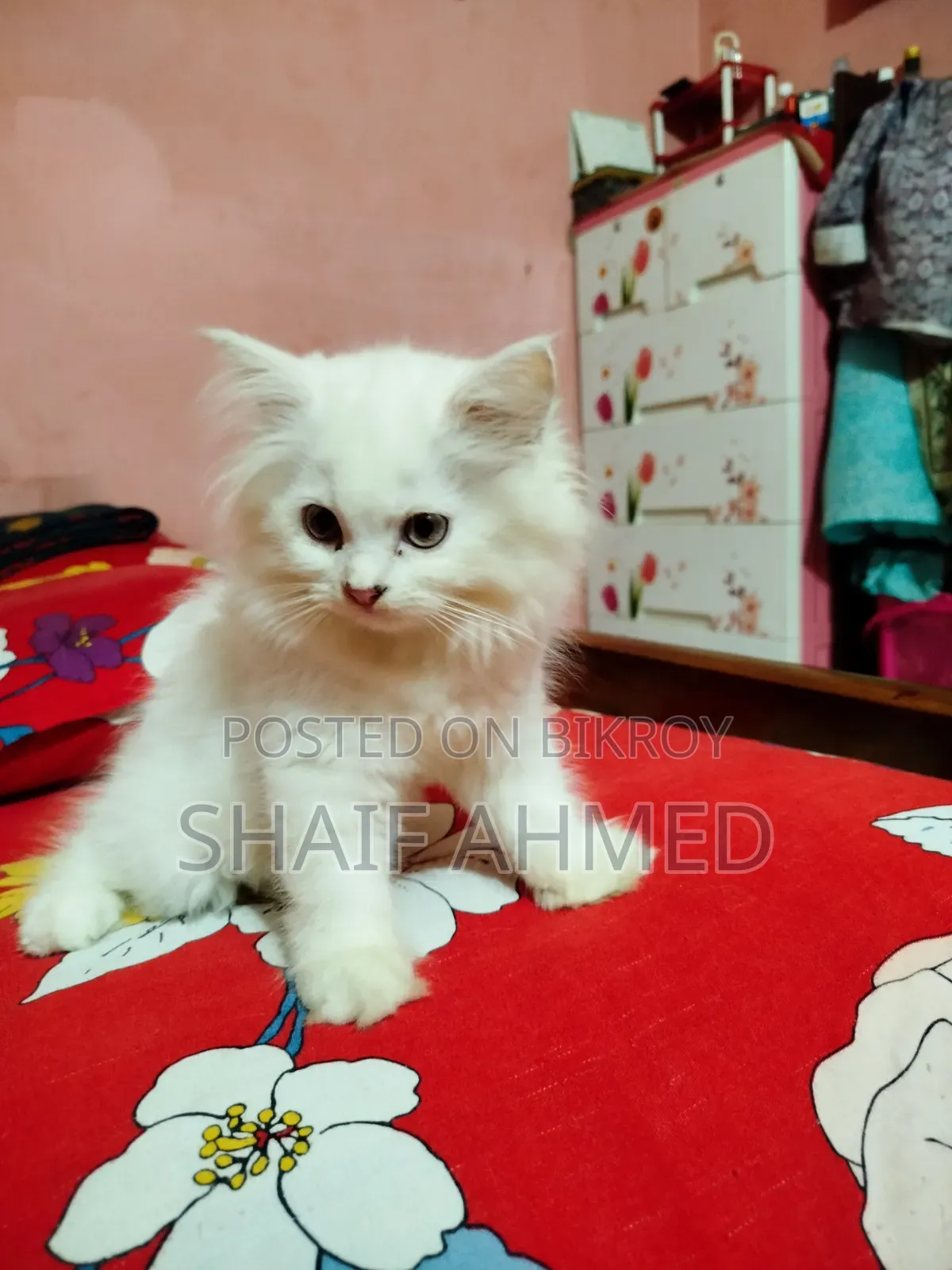1-3 months Female Purebred Persian