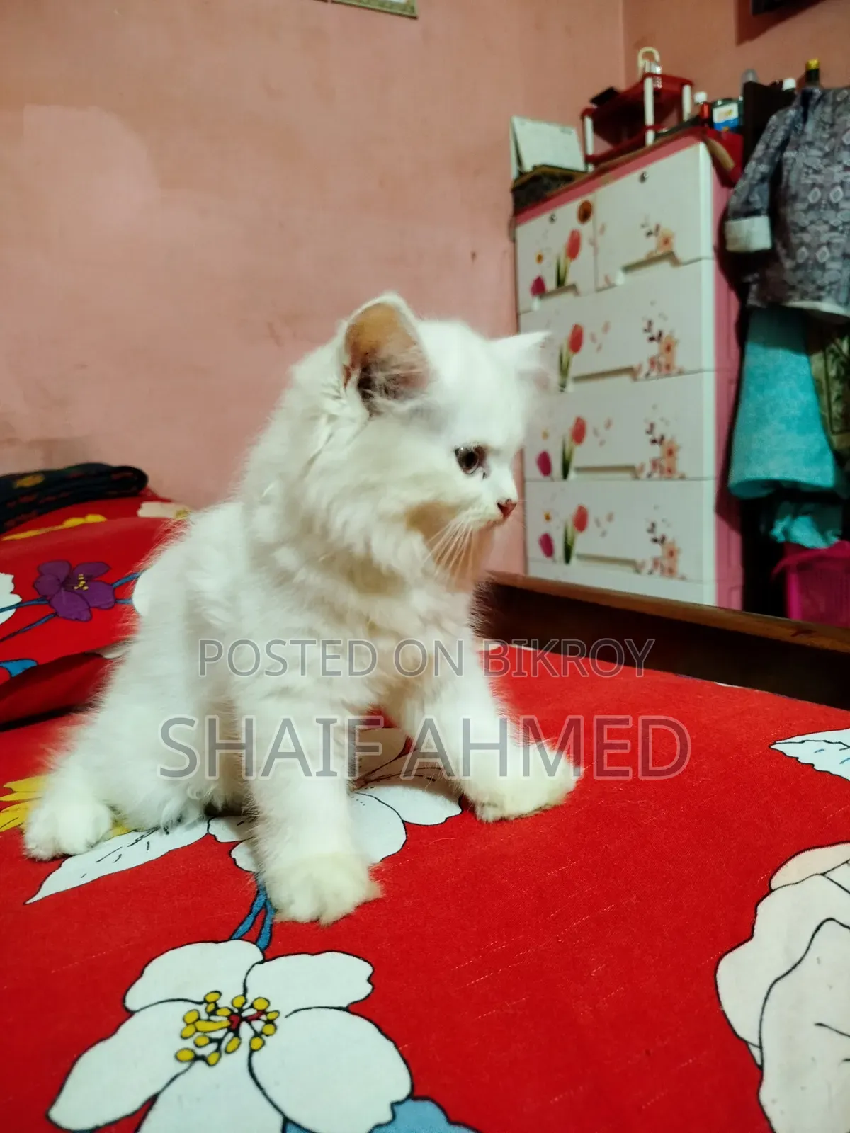 1-3 months Female Purebred Persian