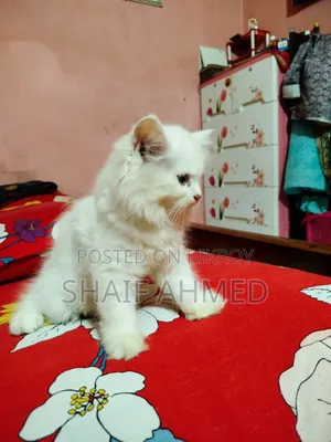 1-3 months Female Purebred Persian